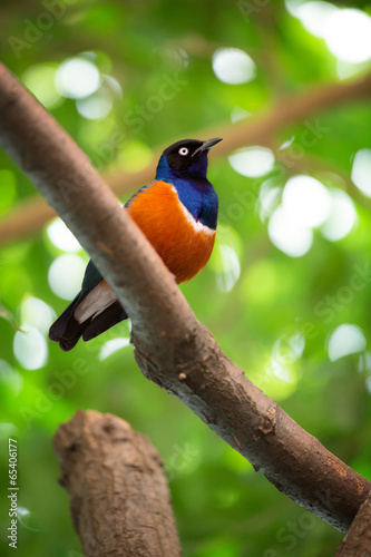  colorful superb starling