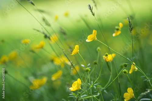 Close up image of vibrant buttercups in wildflower meadow landsc