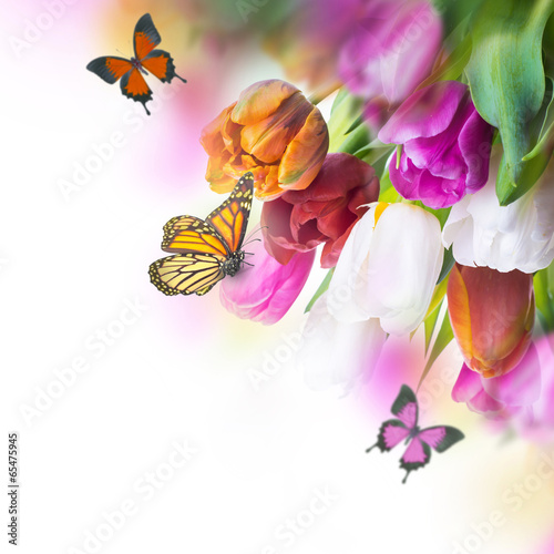 Fototapeta Red tulips with green grass and butterfly.