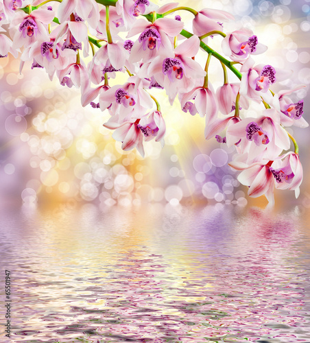 orchid flower