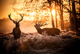 Red Deer in Morning Sun. poster