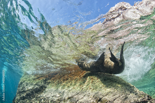  Puppy sea lion underwater looking at you