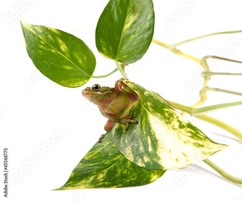  Tree frog (Litoria infrafrenata) on the leaf