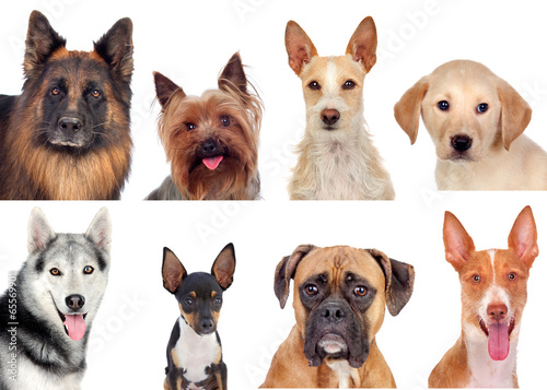  Photo collage of different breeds of dogs