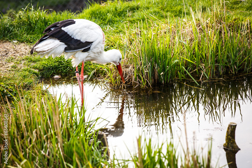 Fototapeta White stork hunting