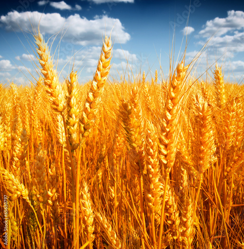 Fototapeta Wheat field against a blue sky