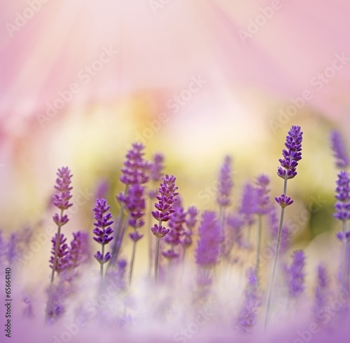 Fototapeta Oh, what a beautiful lavender