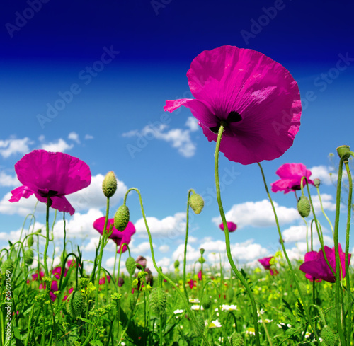 Lacobel poppy and wild flowers