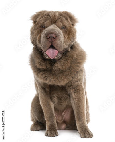  Long haired Shar Pei (10 months old)