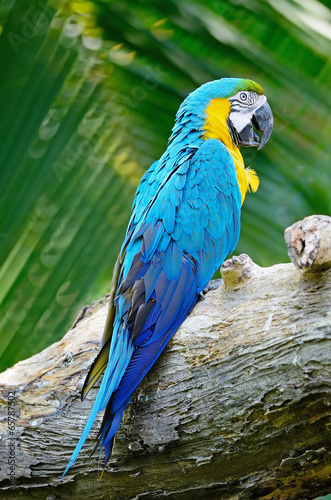 Lacobel Blue and Gold Macaw