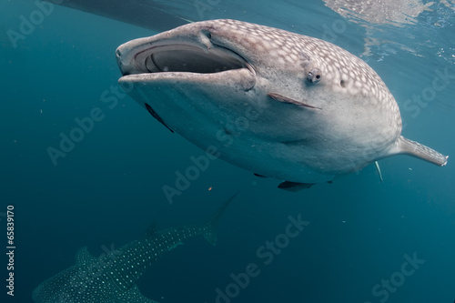 Fototapeta Whale Shark coming to you underwater