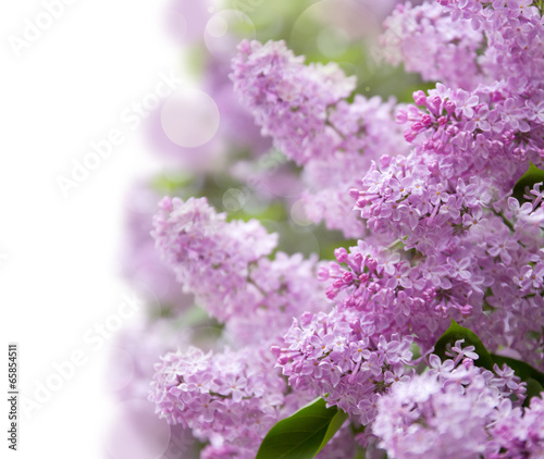 Fototapeta lilac purple flowers