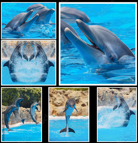  Collage of photos of dolphins in a show
