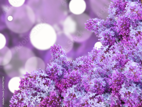  Abstract background with puple lilac