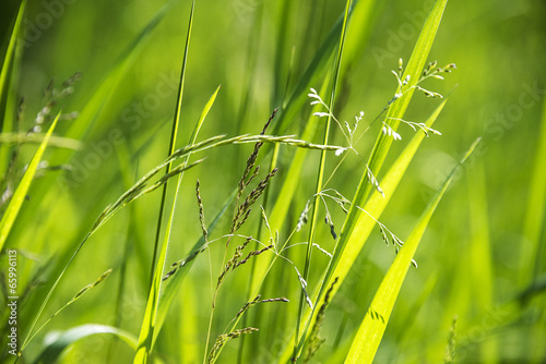 flowering grass in detail