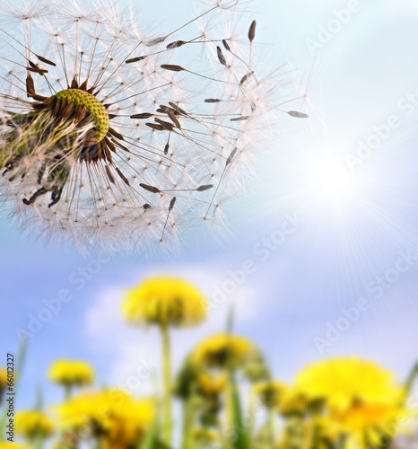 Lacobel Dandelion clock: wishes and dreams :)