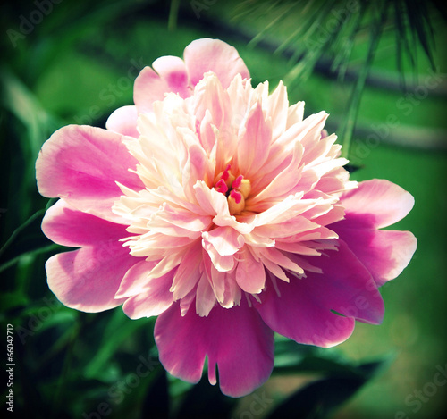 Pink peony