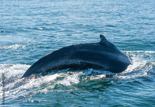 Fototapeta Humpback whale