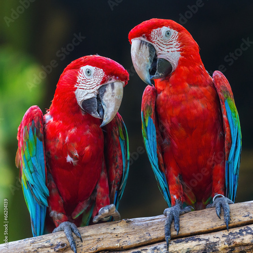 Fototapeta couple of macaw parrots in nature