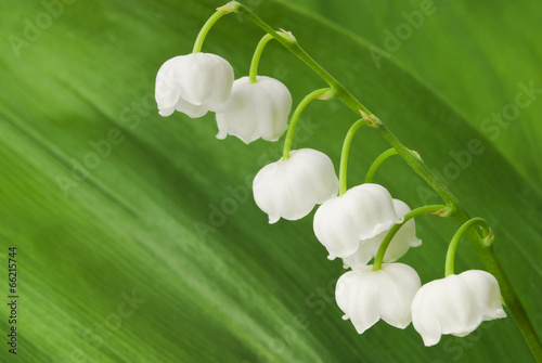 Fototapeta Lily of the valley on green leaf
