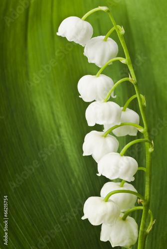  Lily of the valley on green leaf