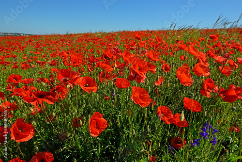 Poppy
