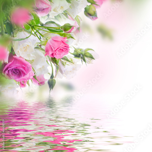Bouquet of white and pink roses. Floral background.
