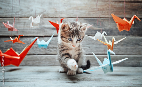 Obraz na płótnie Kitten is playing with paper cranes