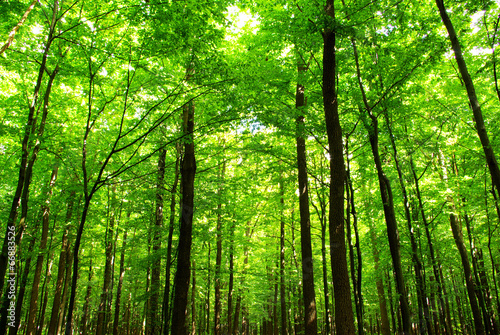  forest