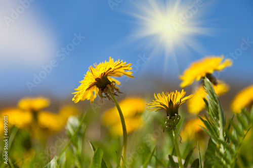 Dandelion flowers under blue sky