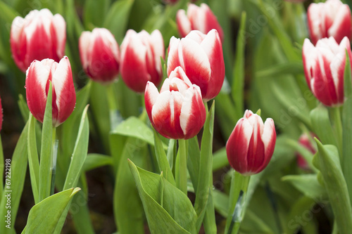 Tulips Bouquet