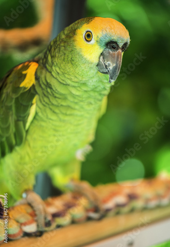 Fototapeta Green parrot