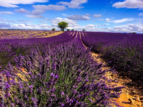 lavander in Provence France