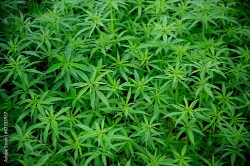 Fototapeta Young cannabis plants, marijuana