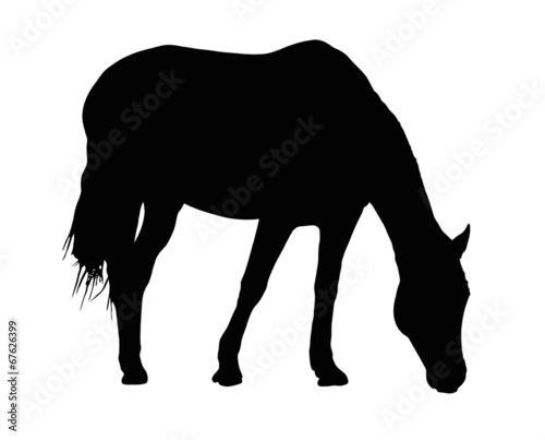 Fototapeta Portrait Silhouette of Large Horse Grazing