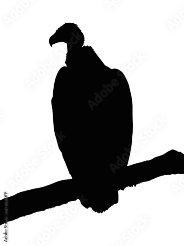 Fototapeta Portrait Silhouette of Large Vulture on Branch