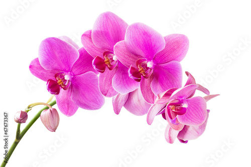 Orchid