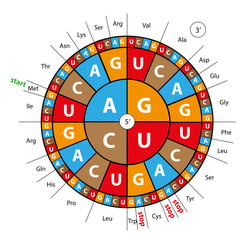 codon wheel for genetics