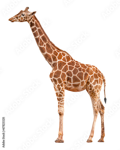 Obraz na płótnie Giraffe vor weißem Hintergrund