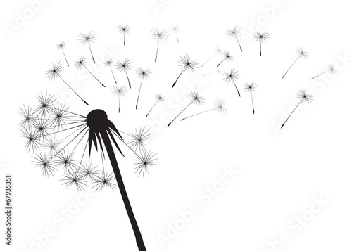 Fototapeta vector illustration of blowing dandelion