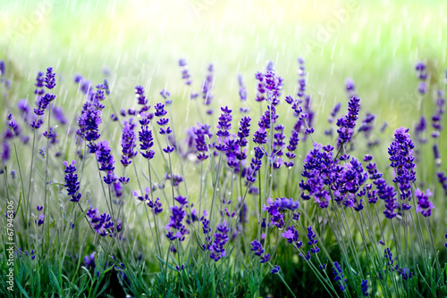 Lavendel im Regen
