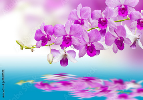 Orchids and reflection
