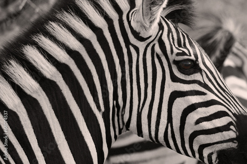 Lacobel Zebra