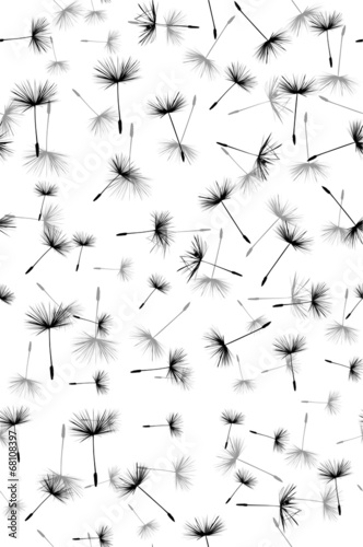 Fototapeta black dandelion seeds seamless background