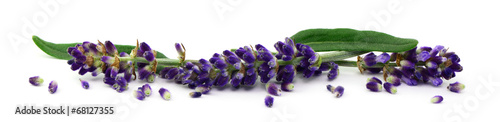 Lacobel Lavendel