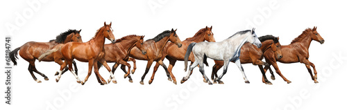 Herd of wild horses running isolated on white