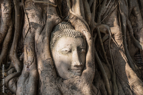 head of buddha statue in <b>tree roots</b> - 500_F_68209146_gQLp9D0m7V74n2993wl7JDAjgYSZUNM1