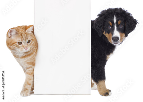 Hund und Katze neben weißem Plakat