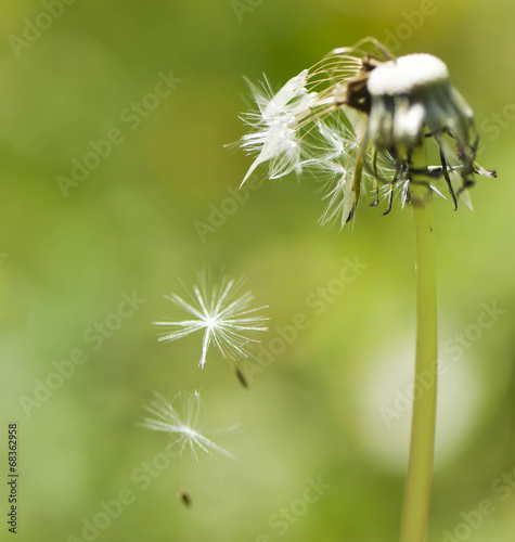 Soffione cadente