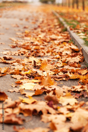 autumn leaves
